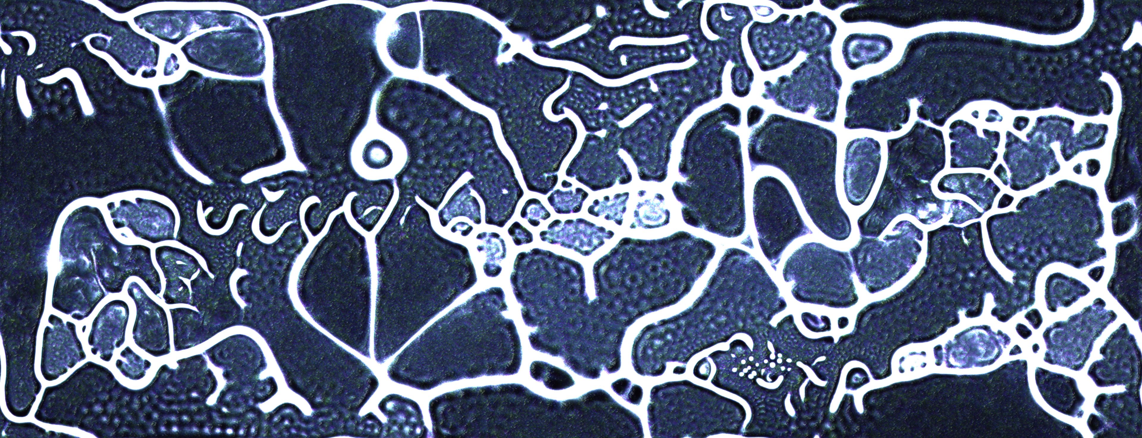 Multistage Physarum culture grown with the Mikro engines
